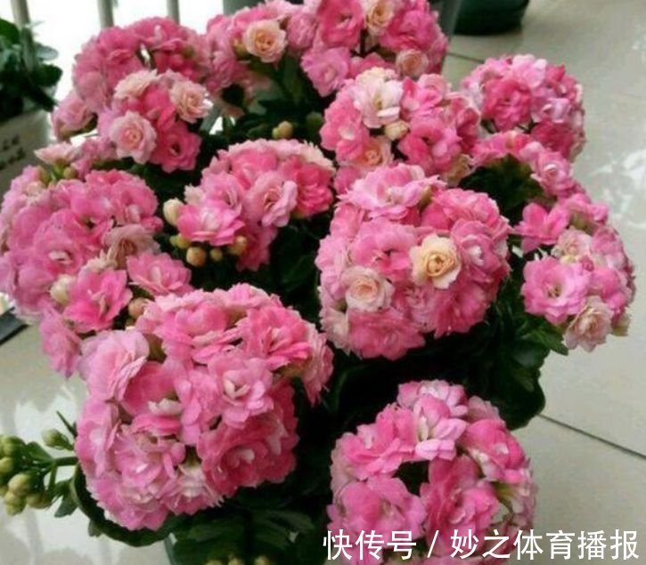 居家就养此款花卉,浇水就疯长,给点阳光就“灿烂”,开花不断!