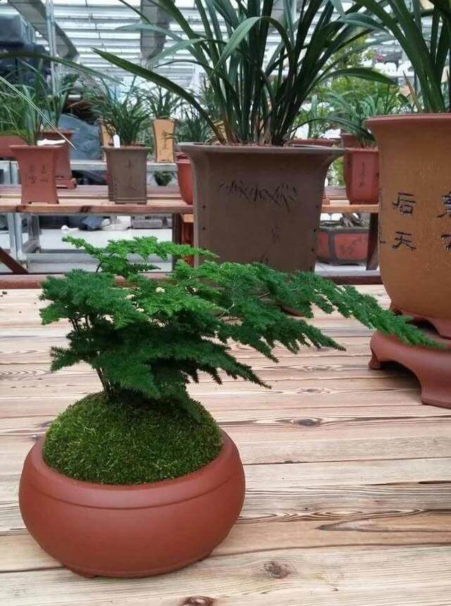 云竹|文竹的孪生兄弟“云竹”,这样区别养护,别受骗了