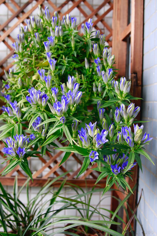 龙胆花，国外很火的“网红”盆栽花，神秘的蓝紫色，文艺范儿十足