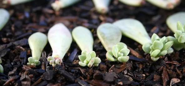 种花|5种花,6月扦插正当时,越热生根越快,现在繁殖几盆成大户