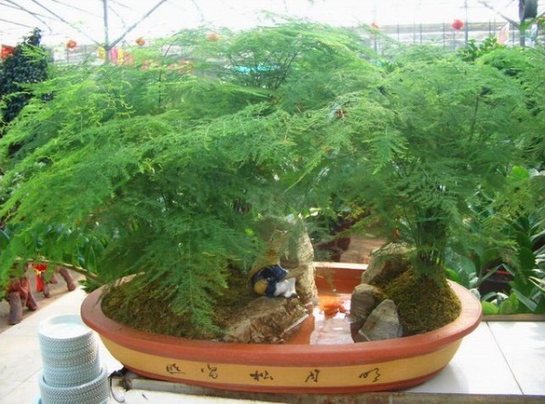 文竹总是不发新芽怎么办教你3个小妙招,枝繁叶茂轻松爆盆