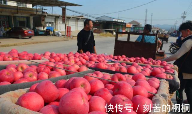 柑橘|苹果和砂糖橘的价格战砂糖橘刚上市先跌为敬，苹果投降输一半