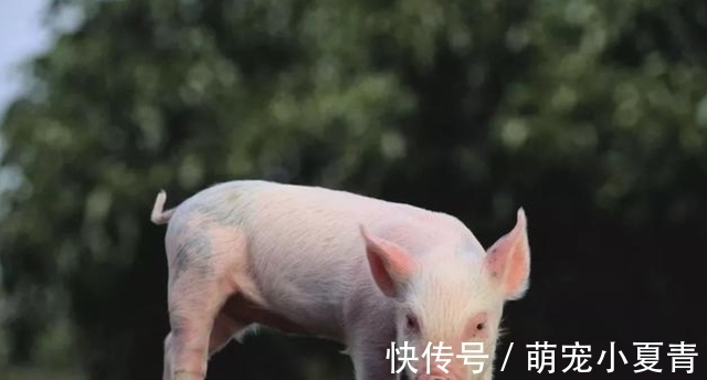 猪身上这4个部位,医生建议少吃,大肠排第二,榜首很多人爱吃