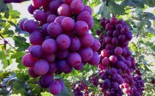 强身健体|会吃的人最健康,三种食物离不开,排毒养颜,改善睡眠,抗衰老