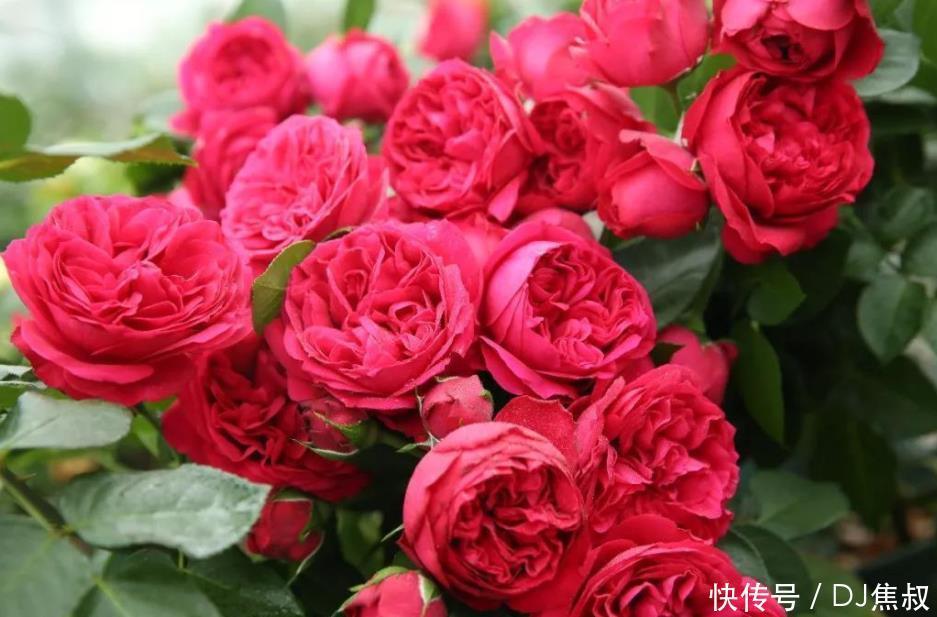 家有庭院必养1种花,开花量大,花朵美,庭院轻松美成花海