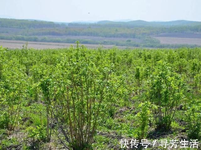 神农本草经|这树满身刺，嫩叶却成极品野菜，民间俗称“刺拐棒”，一斤30元