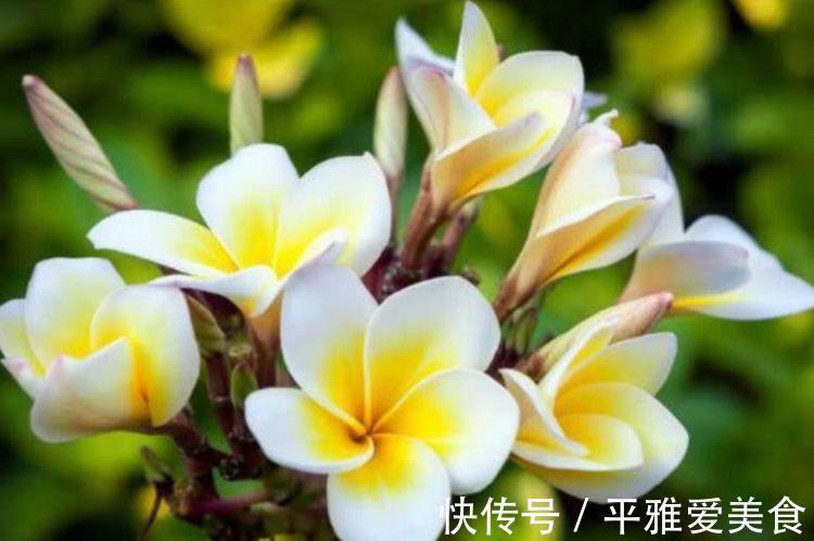 花朵|开花最香的4种花，家里养一盆，开花多、长得快，花团锦簇
