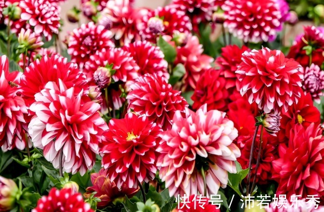 喜欢养护花卉,就选花色丰富多样,花期长的花卉养护!