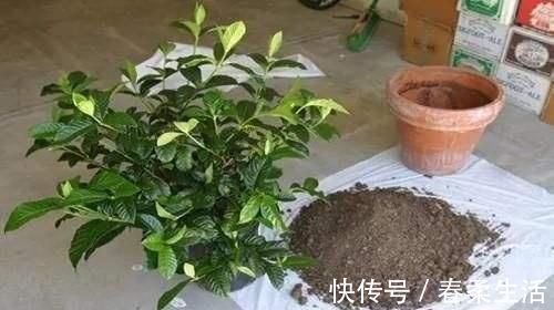 铲子|花盆土板结铲不动倒点“它”进去,5分钟变疏松