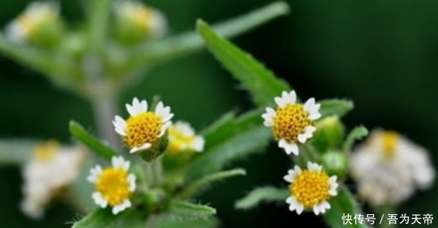 农民|农村一种野草,农民把它当杂草,城里人把它当花卉,还可当菜吃