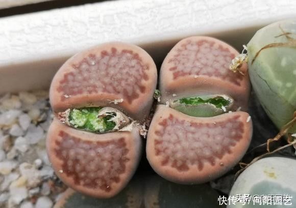 超萌的屁股花，养护简单，全颗粒养护，多光照，室内养也不徒长