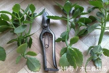花期|长寿花“开败了”，花期没结束，剪几刀、加点“肥”，30天又开