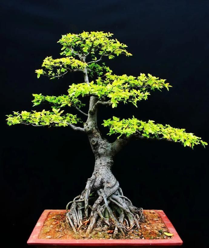 盆景制作技法夏天来到,盆景脱衣换锦,有6种好处