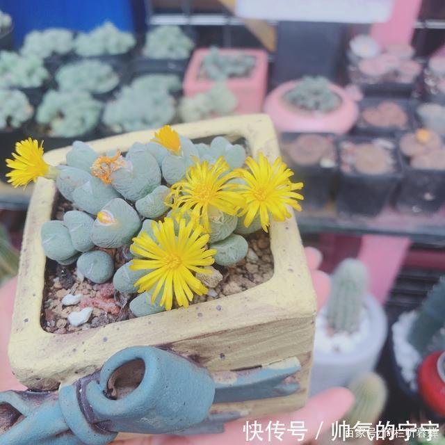 秋韵#【七绝·秋韵】清风伴我不孤行,晨起轩窗有鸟鸣