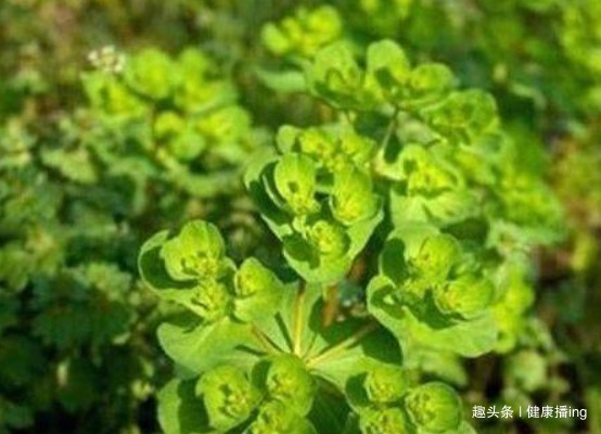 长寿|人到中年想长寿,推荐常吃4种野菜,滋阴润肺,降压降脂,好处多