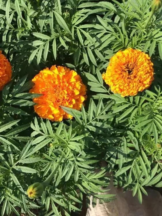 5种花蚊子“不喜欢”，好看还好养，是天然蚊香，值得多养几盆