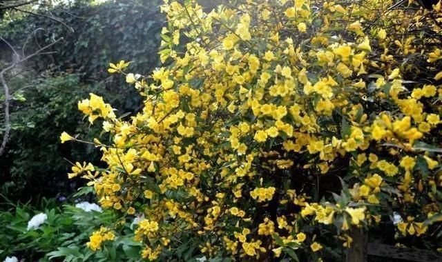 香水|这花极耐寒花开半年，香飘满院，城里人还抢着种，它其实叫断肠草