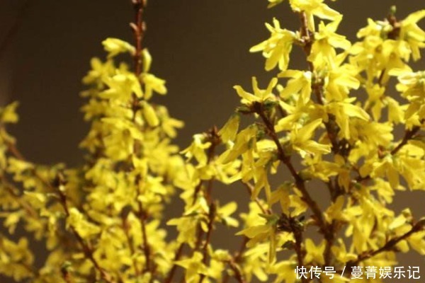 土壤|中国人讲究喜,5种“吉祥花”富贵喜庆,寓意牛年好运滚滚来