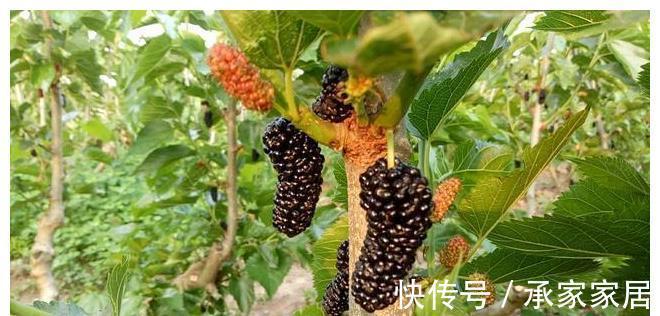 桑树|桑葚熟了,教你做好吃的桑葚酱,放1年不变质,学会做给家人吃