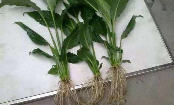 养白掌,做好“四不要”,才能绿油茂盛,开花不停