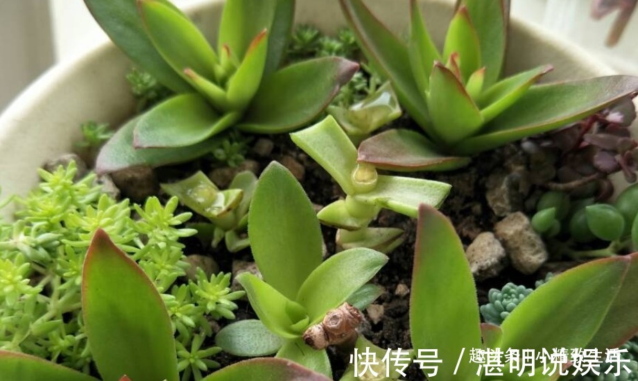 夏天火祭变乱草，熊童子成碰碰香别着急，秋天3招美回来