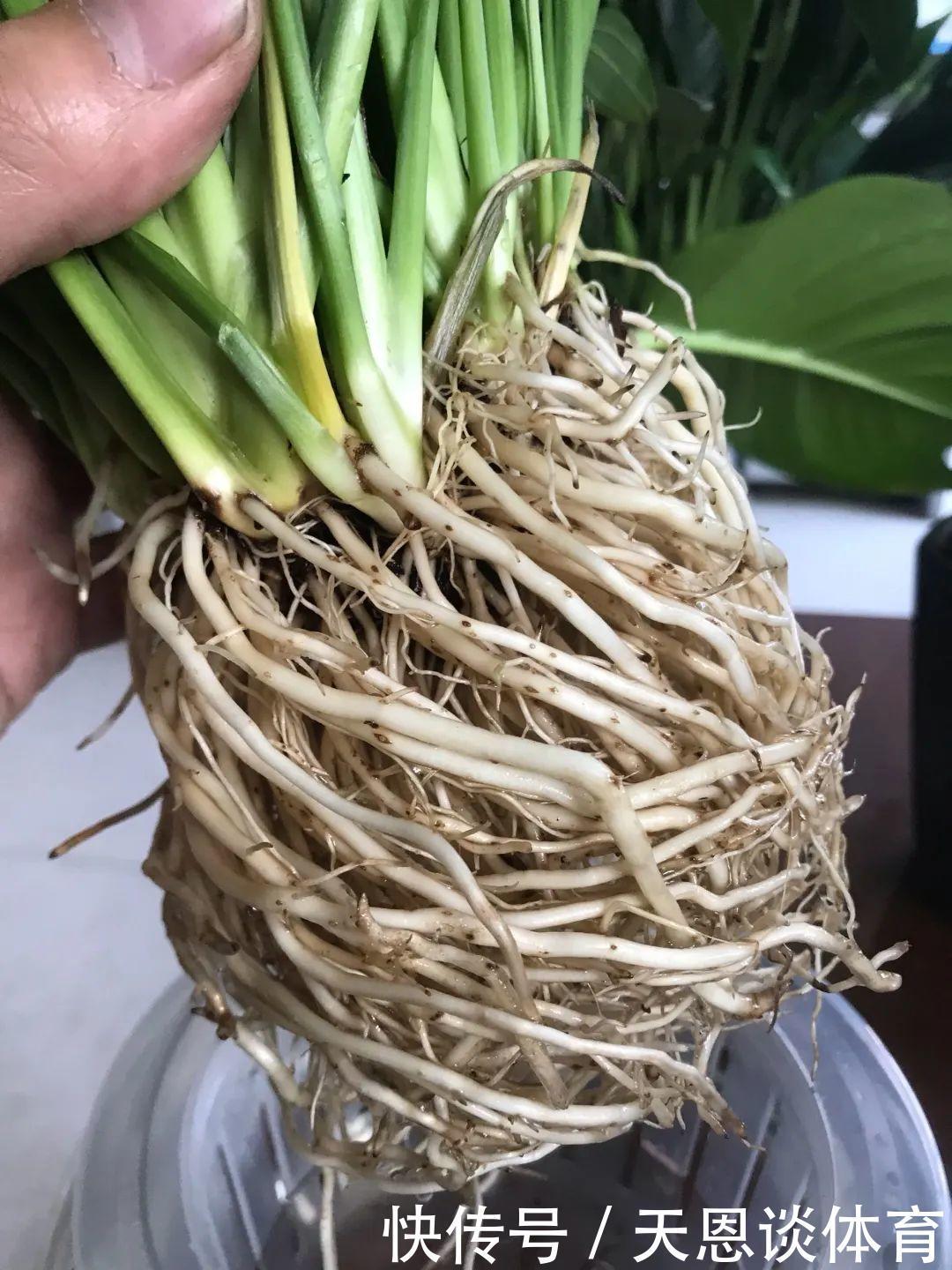 烂根|最难养的7种花，丢水里反而蹭蹭长，根系长满瓶！