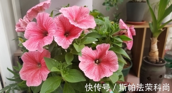 生鸡蛋、蛋壳养花方法不一样,别弄错了