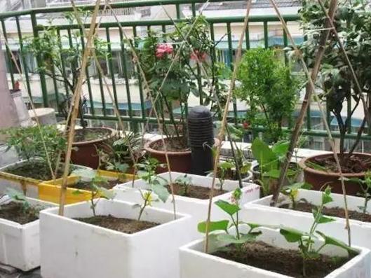 养花神器泡沫箱这般制成自动浇水箱、堆肥箱,省劲、实用!