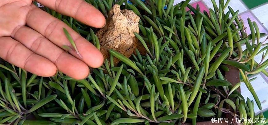 枝条|5.1在家扦插吧!8种花都可以,插土就活,10天长根,当年开爆盆