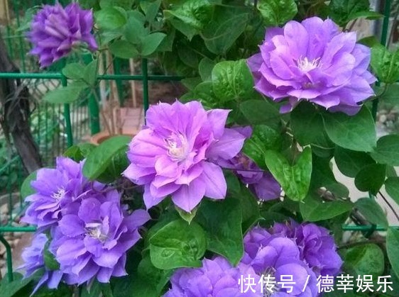 姐姐在小院里种一种花,开花实在太漂亮,路过的人没有不夸的