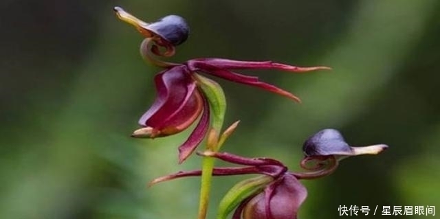 动物|花儿也疯狂,明明是花,就是不认输,非要长的和动物一模一样