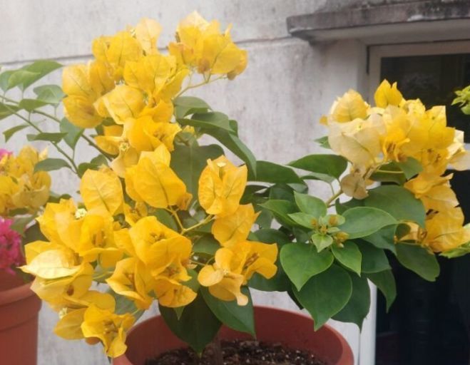 喜欢三角梅，就养盆“开花机器”绿叶柠檬黄，花开金灿灿好养活