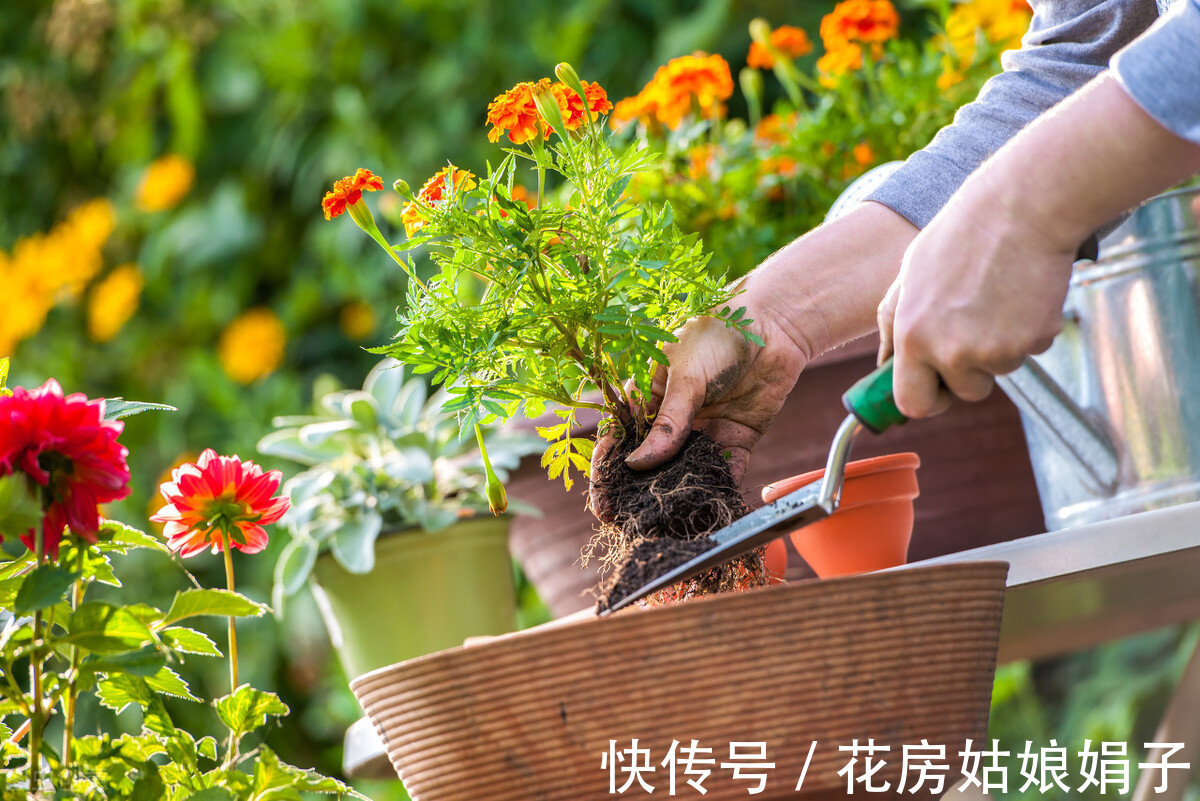 花友们|养花要舍得，3种花要“割韭菜”，割1茬10天冒新芽，越长越旺