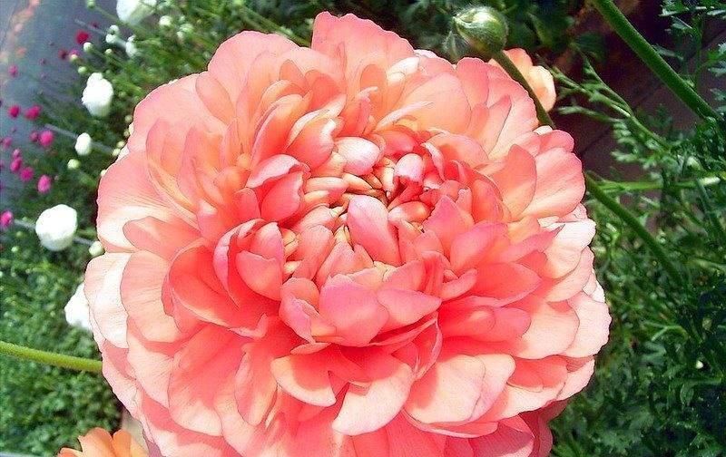 花毛茛是一种热情的花,很受人的欢迎,花色还很丰富