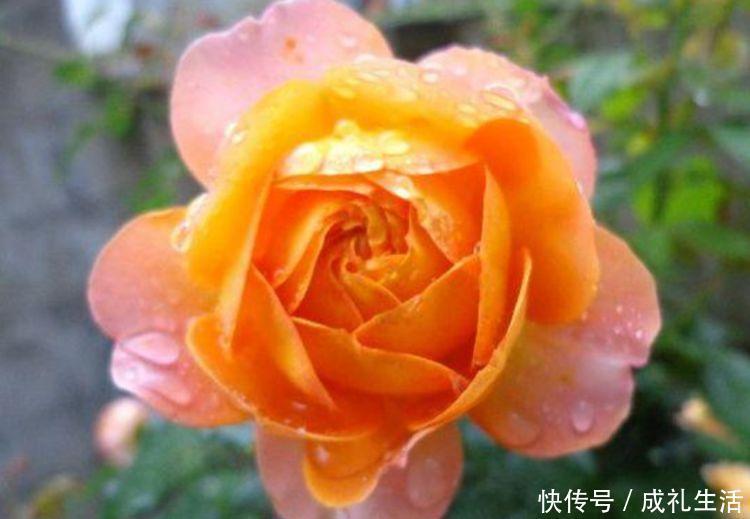 沙漠玫瑰沙漠玫瑰|5种花懒人花,好养易活不易生病,有阳光就爆盆