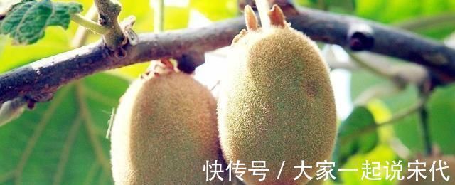 延缓衰老|皱纹最“讨厌”的5类水果,没事多吃,紧致肌肤,彰显女性魅力