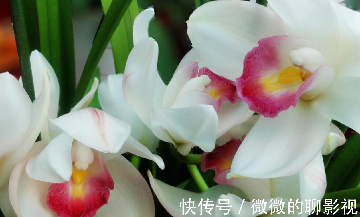 农历九月十八霜降后,养什么花?家里养3种花,八方来财十全十美