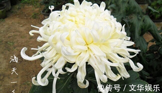 喜欢菊花,不如养盆“珍品名菊”海天一色,花开美轮美奂花姿妖艳