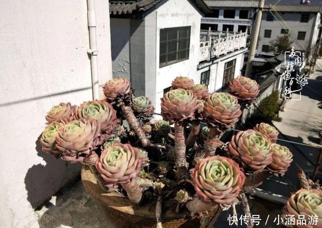 从一颗到500多盆，遇见多肉后，满眼全是你！