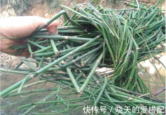 中草药@乡下一种节节草,农村娃不知是珍贵中草药,当作笔筒玩,如此可惜