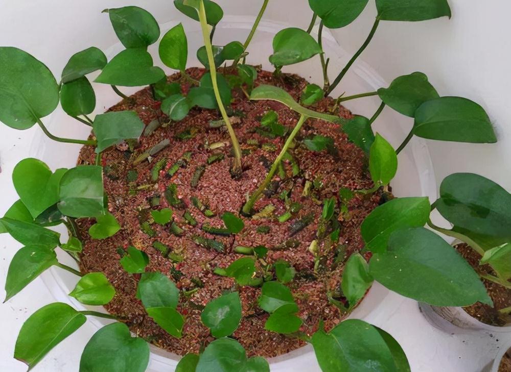 分享2个冬天扦插的小方法,10种花现在扦插正当时,生根快又壮