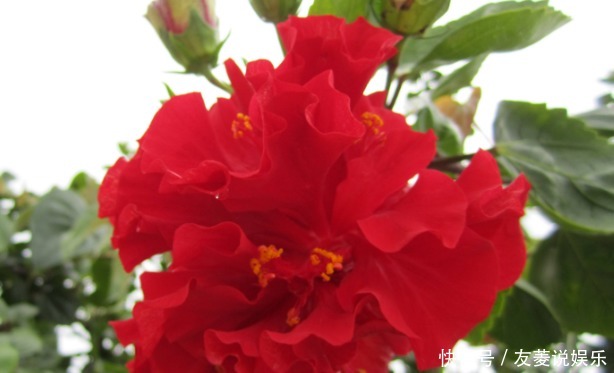 开花|新手养花,掌握3个技巧,四季开花不断,次次开“爆盆”!