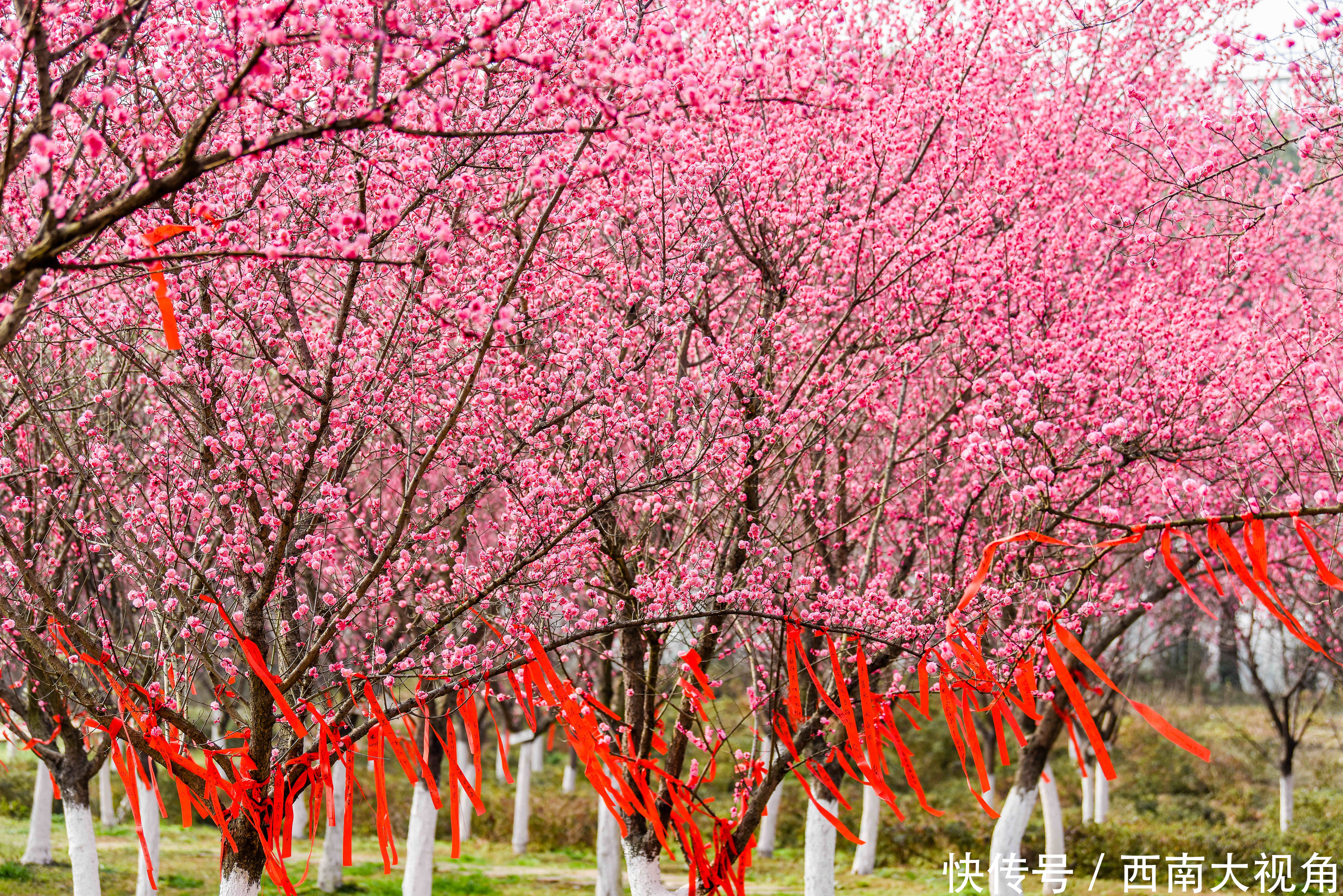 大年初一，秀丽东方风景如画、游人如织 再次提醒大家，请一定要提前一天转发和预约哦