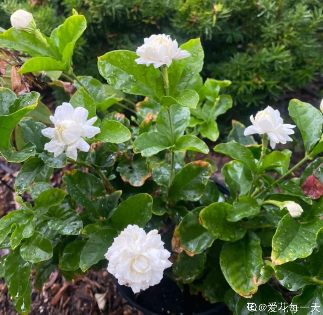 叶子|20种花,天凉了赶紧剪,来年开花有多又艳!
