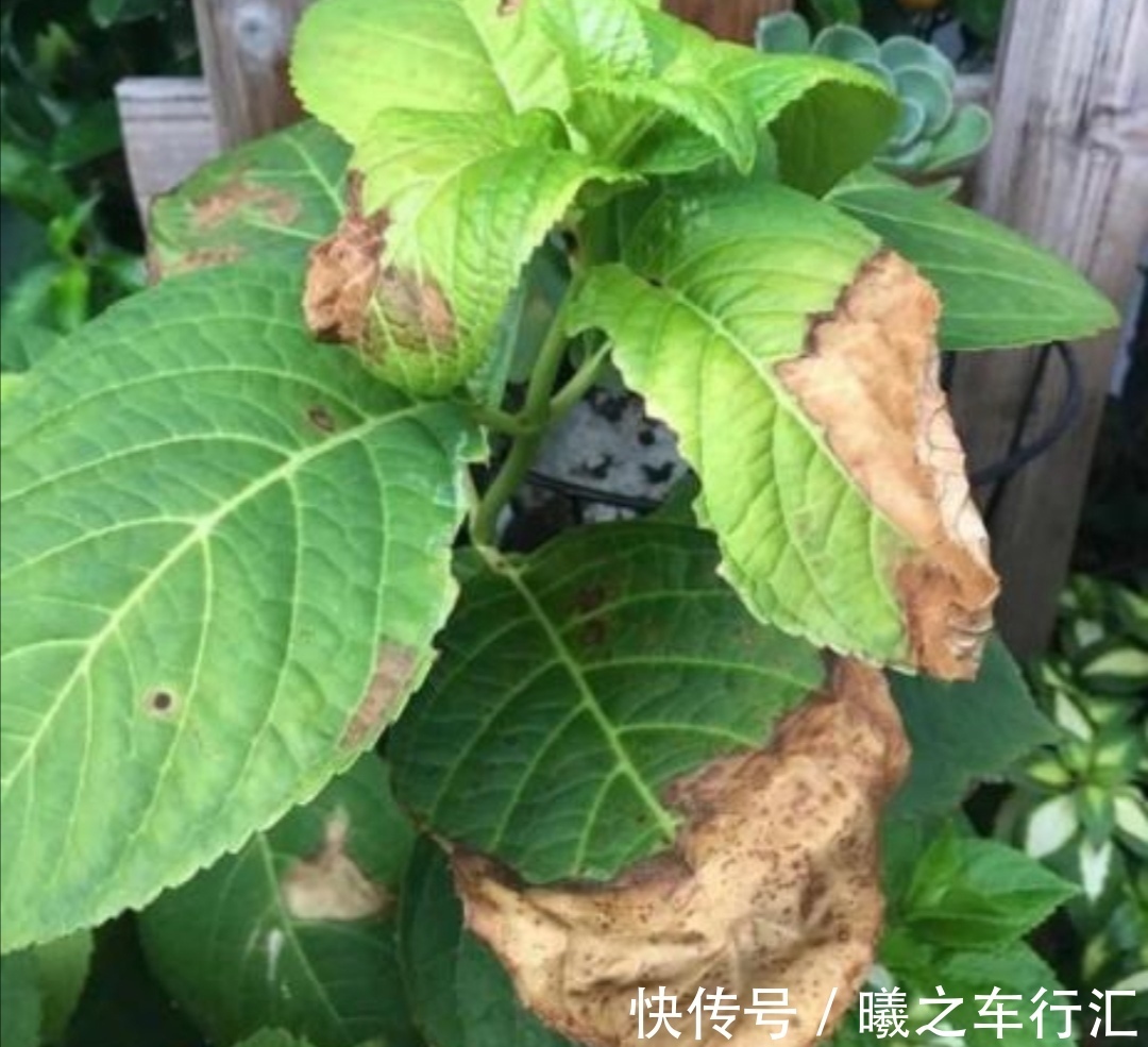 天气越来越热,6种花很怕晒太阳,赶紧给它们遮阴