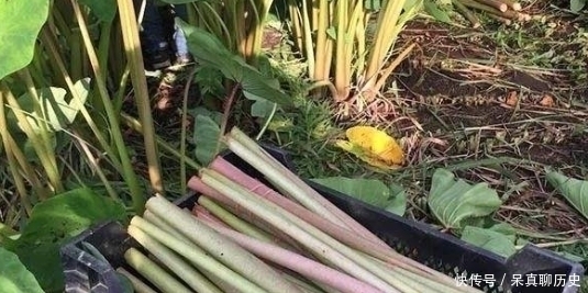 原产自我国，曾是农民的救命粮，叶梗腌酸菜是一绝，不知道可惜了