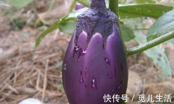 动脉硬化|血脂高的人,身体会展示4种表现,多吃3种蔬菜,让血脂稳定