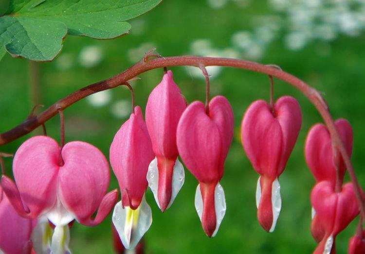 养花就养4种花,浇水就疯长,开花爆盆很容易