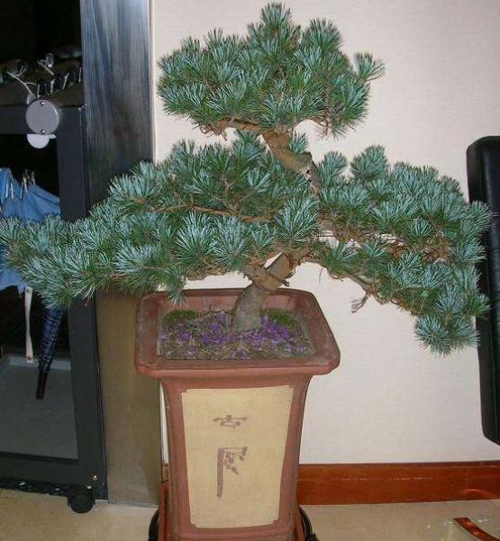 要想“盆景”姿态美、更有寓意,“4个要素”必须做对