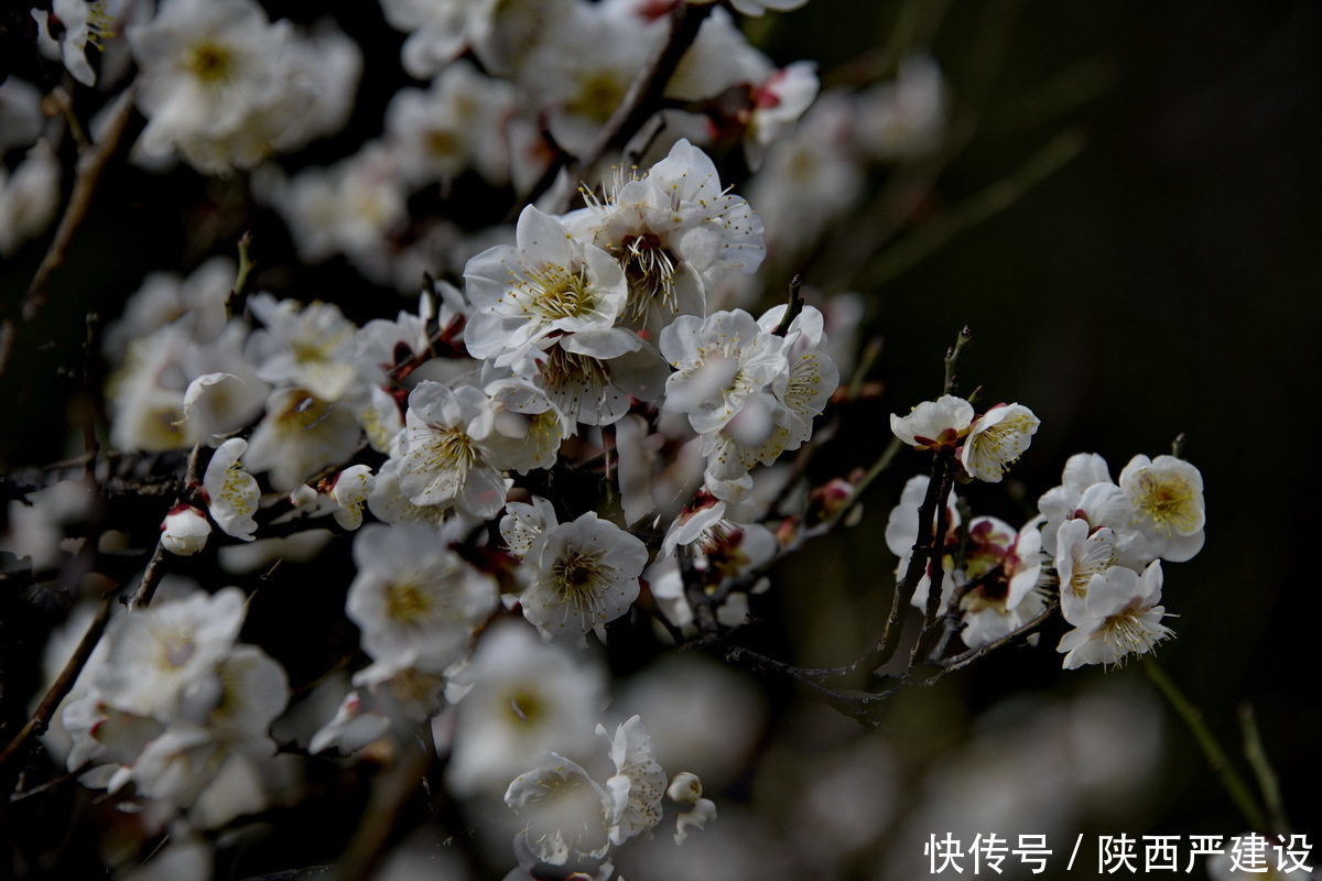 中年|新虹桥花园随记【严建设】